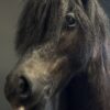 Ausgestopfter Pony