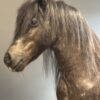 Ausgestopfter Pony