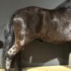 Ausgestopfter Pony
