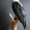 Opgezette Afrikaanse Zeearend (Haliaeetus vocifer) Opgezette Afrikaanse Zeearend (Haliaeetus vocifer)