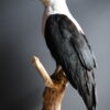 Opgezette Afrikaanse Zeearend (Haliaeetus vocifer) Opgezette Afrikaanse Zeearend (Haliaeetus vocifer)