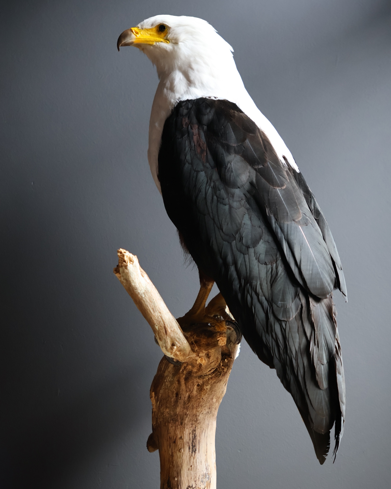 Opgezette Afrikaanse Zeearend (Haliaeetus vocifer)