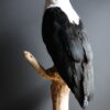 Opgezette Afrikaanse Zeearend (Haliaeetus vocifer) Opgezette Afrikaanse Zeearend (Haliaeetus vocifer)