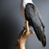 Opgezette Afrikaanse Zeearend (Haliaeetus vocifer) Opgezette Afrikaanse Zeearend (Haliaeetus vocifer)
