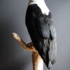 Opgezette Afrikaanse Zeearend (Haliaeetus vocifer) Opgezette Afrikaanse Zeearend (Haliaeetus vocifer)