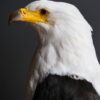 Opgezette Afrikaanse Zeearend (Haliaeetus vocifer) Opgezette Afrikaanse Zeearend (Haliaeetus vocifer)