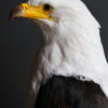 Opgezette Afrikaanse Zeearend (Haliaeetus vocifer) Opgezette Afrikaanse Zeearend (Haliaeetus vocifer)