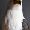Opgezette Afrikaanse Zeearend (Haliaeetus vocifer) Opgezette Afrikaanse Zeearend (Haliaeetus vocifer)