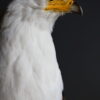 Opgezette Afrikaanse Zeearend (Haliaeetus vocifer) Opgezette Afrikaanse Zeearend (Haliaeetus vocifer)