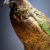 Opgezette Kea Opgezette Kea