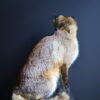 Opgezette vos Opgezette vos