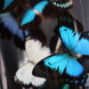 Antieke stolp met wit/ turqoise vlinder mix. Antieke stolp met wit/ turqoise vlinder mix.