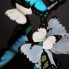 Antieke stolp met wit/ turqoise vlinder mix. Antieke stolp met wit/ turqoise vlinder mix.