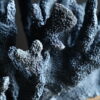 Blauw koraal XXL Blauw koraal XXL