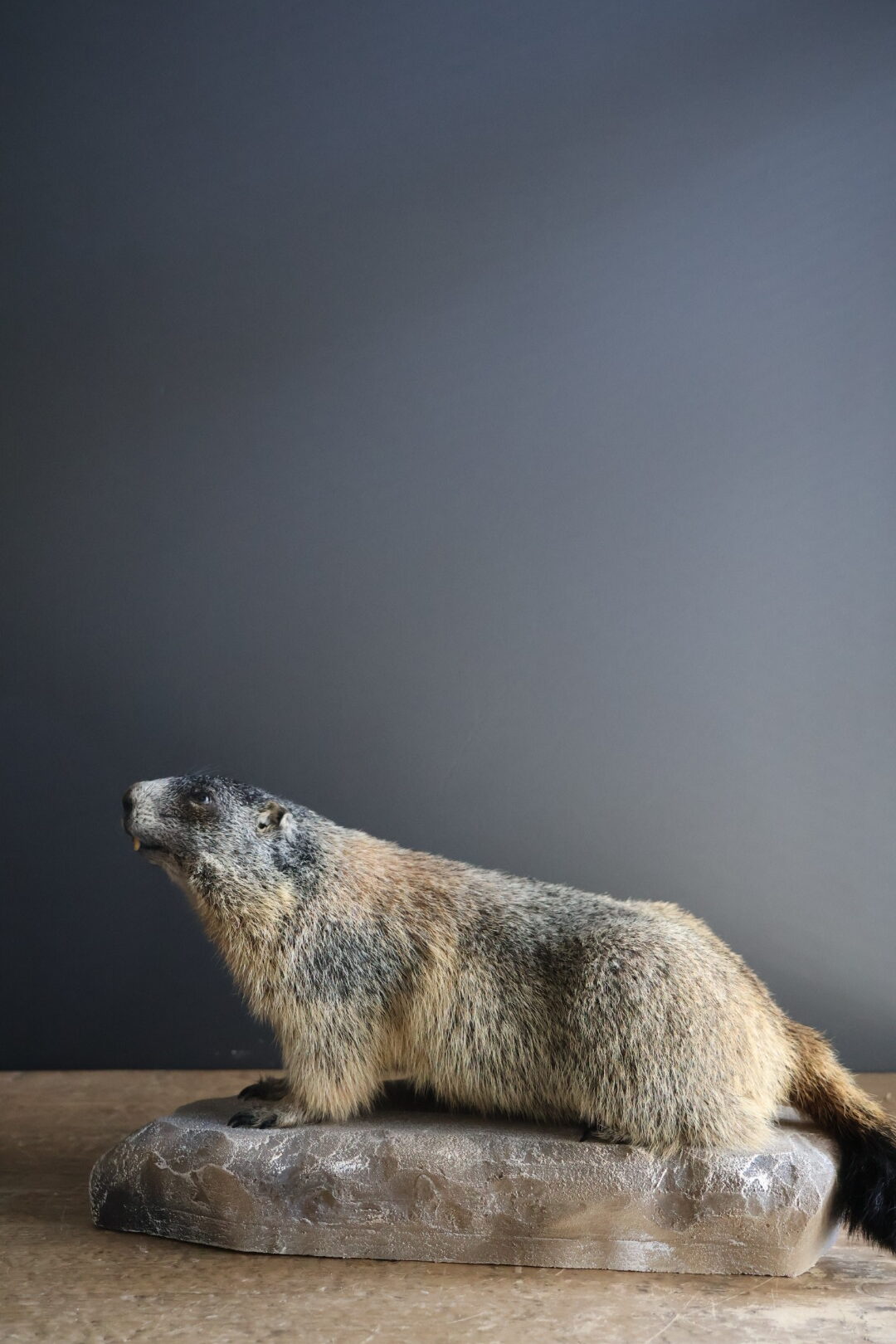 Opgezette alpenmarmot