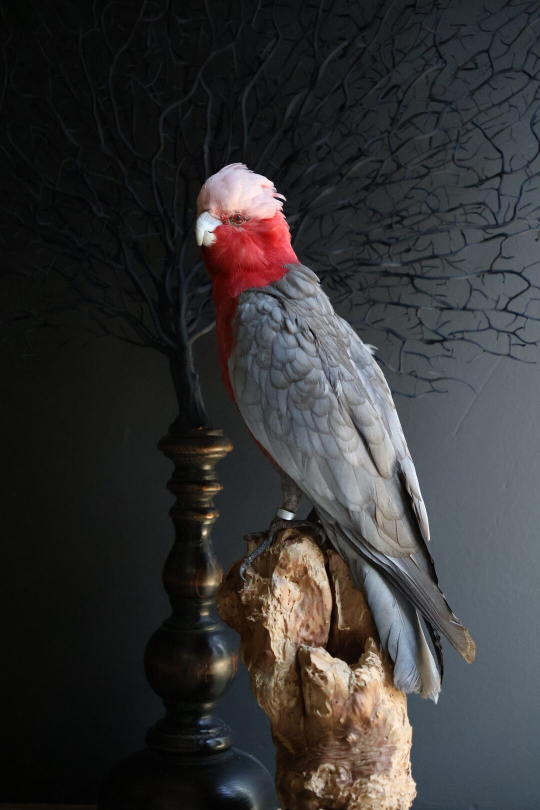 Opgezette Roze kaketoe