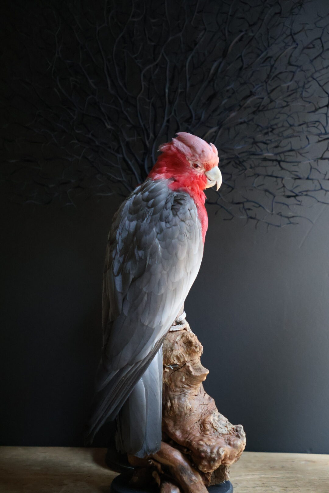 Opgezette Roze kaketoe