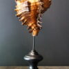 Oranje gouden schelp op sokkel