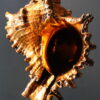 Oranje gouden schelp op sokkel