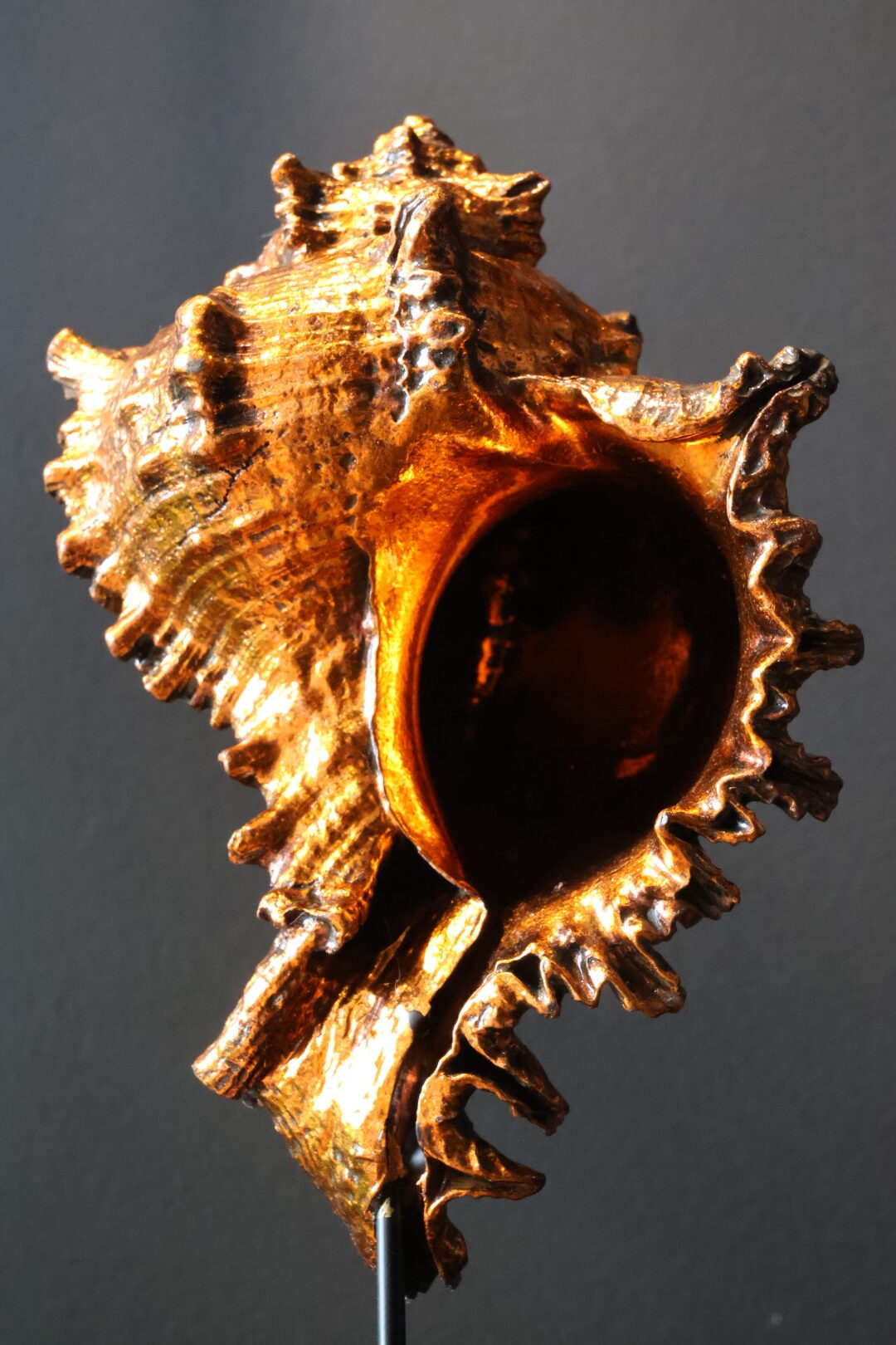 Oranje gouden schelp op sokkel