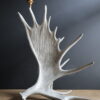 Geweilampen Canadese eland