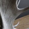 Geweilampen Canadese eland