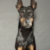 Opgezette hond Opgezette hond