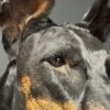 Opgezette hond Opgezette hond