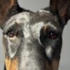 Opgezette hond Opgezette hond
