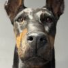 Opgezette hond Opgezette hond