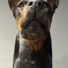 Opgezette hond Opgezette hond