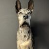 Opgezette hond Opgezette hond