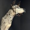 Opgezette hond Opgezette hond