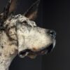 Opgezette hond