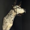 Opgezette hond Opgezette hond