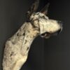 Opgezette hond Opgezette hond