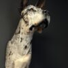 Opgezette hond Opgezette hond