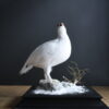 Opgezette sneeuwhoen Opgezette sneeuwhoen