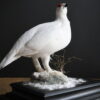 Opgezette sneeuwhoen Opgezette sneeuwhoen
