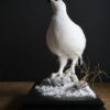 Opgezette sneeuwhoen Opgezette sneeuwhoen