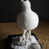 Opgezette sneeuwhoen Opgezette sneeuwhoen