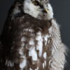 Opgezette sperweruil Opgezette sperweruil