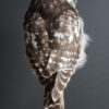 Opgezette sperweruil Opgezette sperweruil