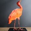 Opgezette rode ibis