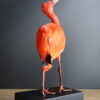 Opgezette rode ibis