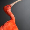 Opgezette rode ibis