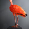 Opgezette rode ibis