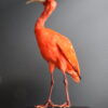 Opgezette rode ibis
