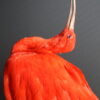 Opgezette rode ibis