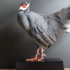 Opgezette Blauwe oorfazant